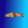 Swimming Fish Image